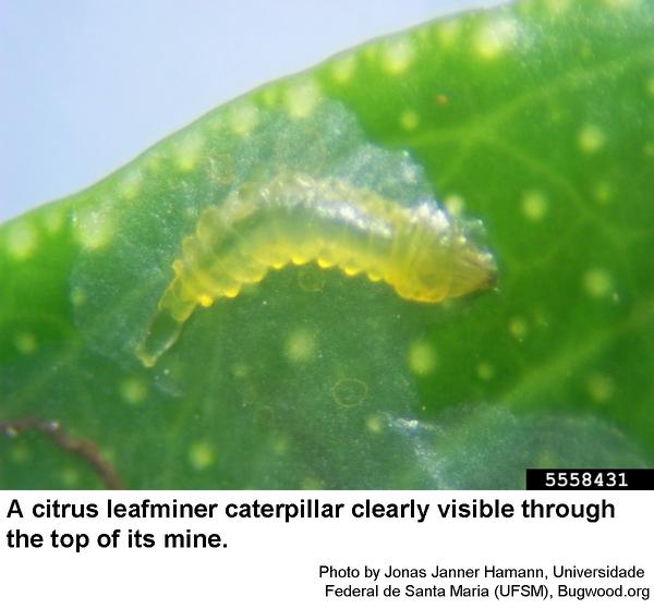 The citrus leafminer is a tiny, almost transparent, yellow, lobe